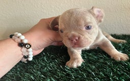 French Bulldog dogs for sale: Dutches - Image 1