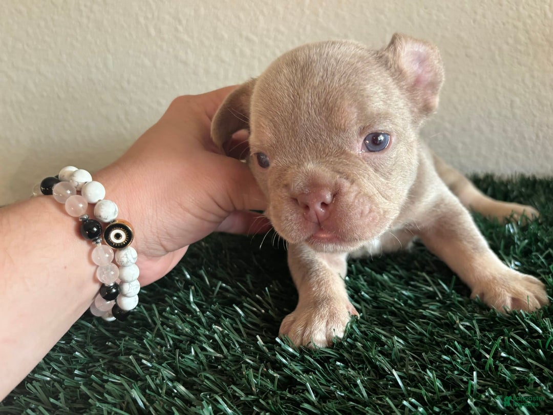 French Bulldog dogs for sale: Dutches - Image 1