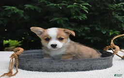 Welsh Corgi Pembroke dogs for sale: Nugget - Image 15
