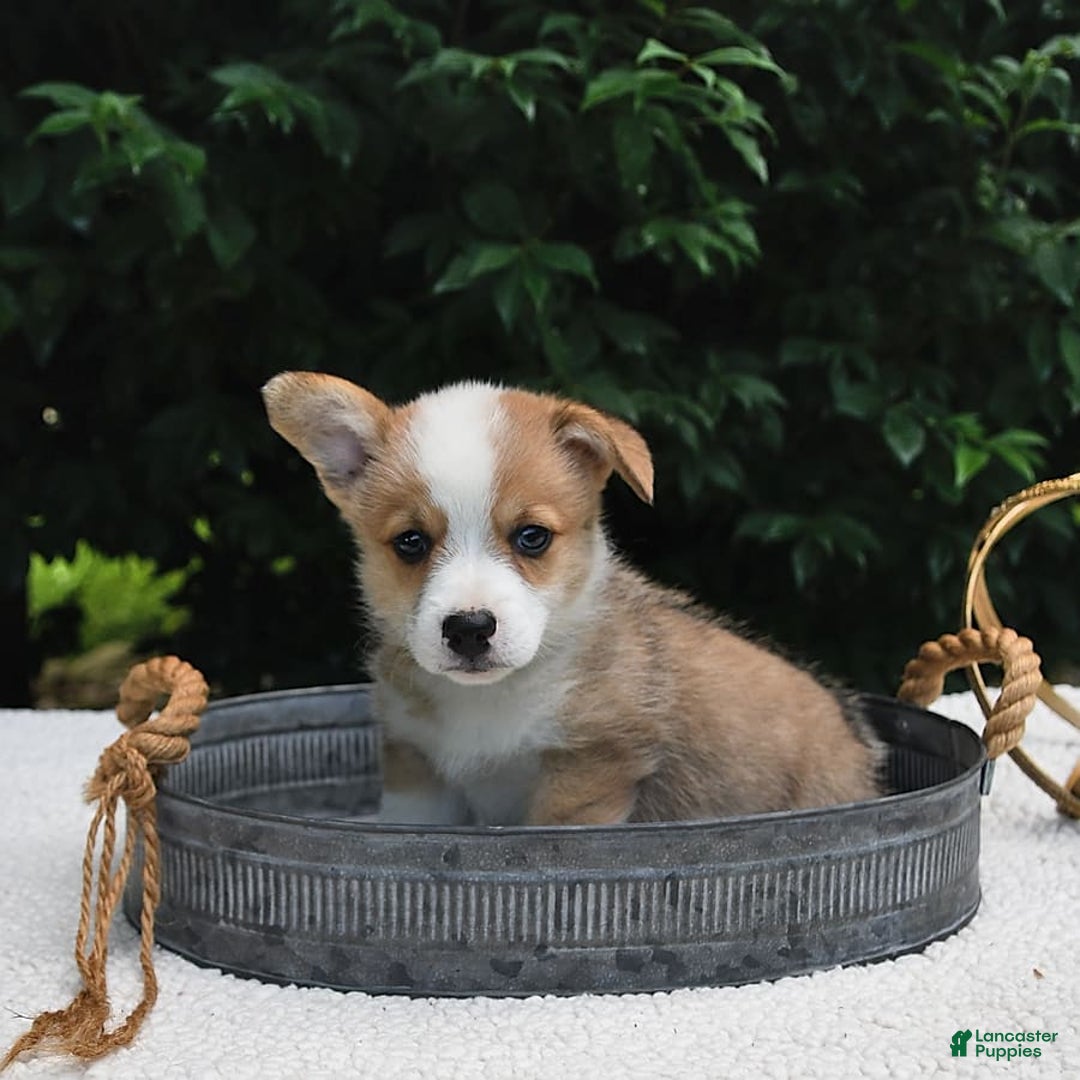 Welsh Corgi Pembroke dogs for sale: Nugget - Image 15
