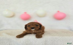 Cavapoo dogs for sale: Skye - Image 4