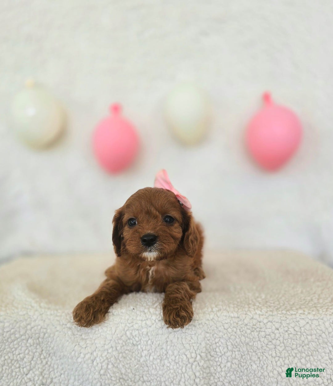 Cavapoo dogs for sale: Skye - Image 4