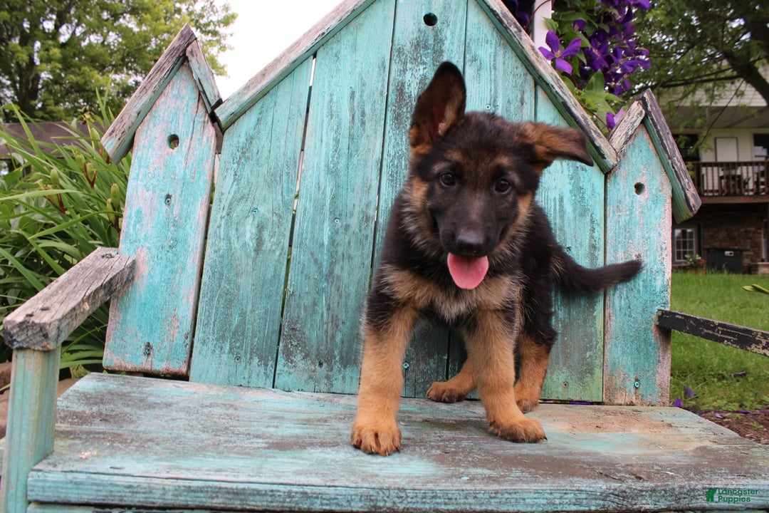 German Shepherd dogs for sale: Bailey - Image 11