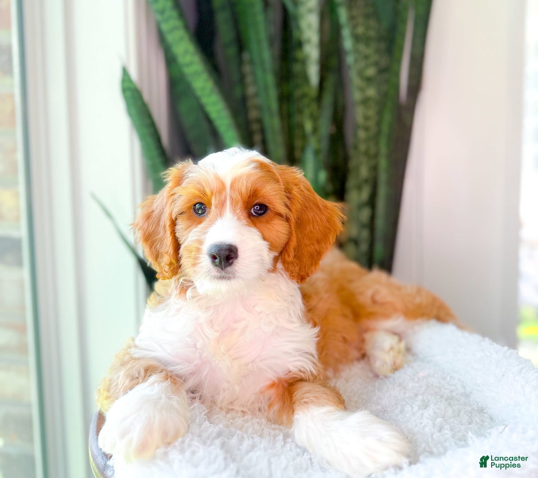 Cavapoo dogs for sale: Yahtzee - Image 3