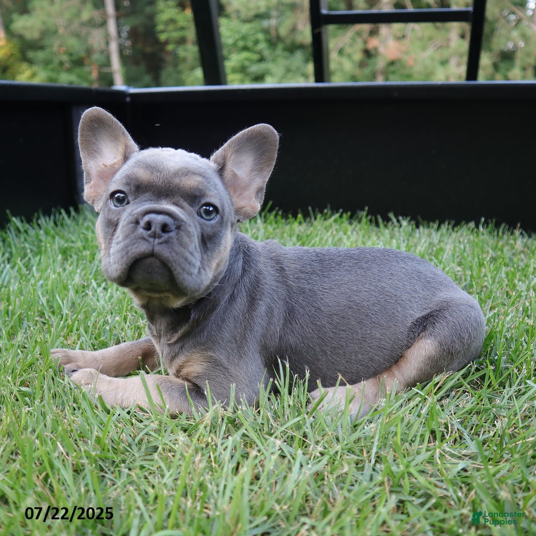 French Bulldog dogs for sale: Rose - Image 3