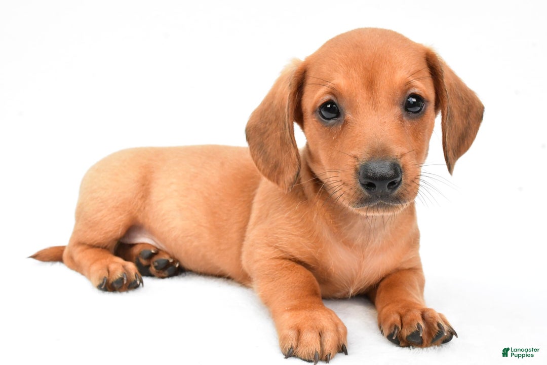 Miniature Dachshund dogs for sale: Jingle - Image 7