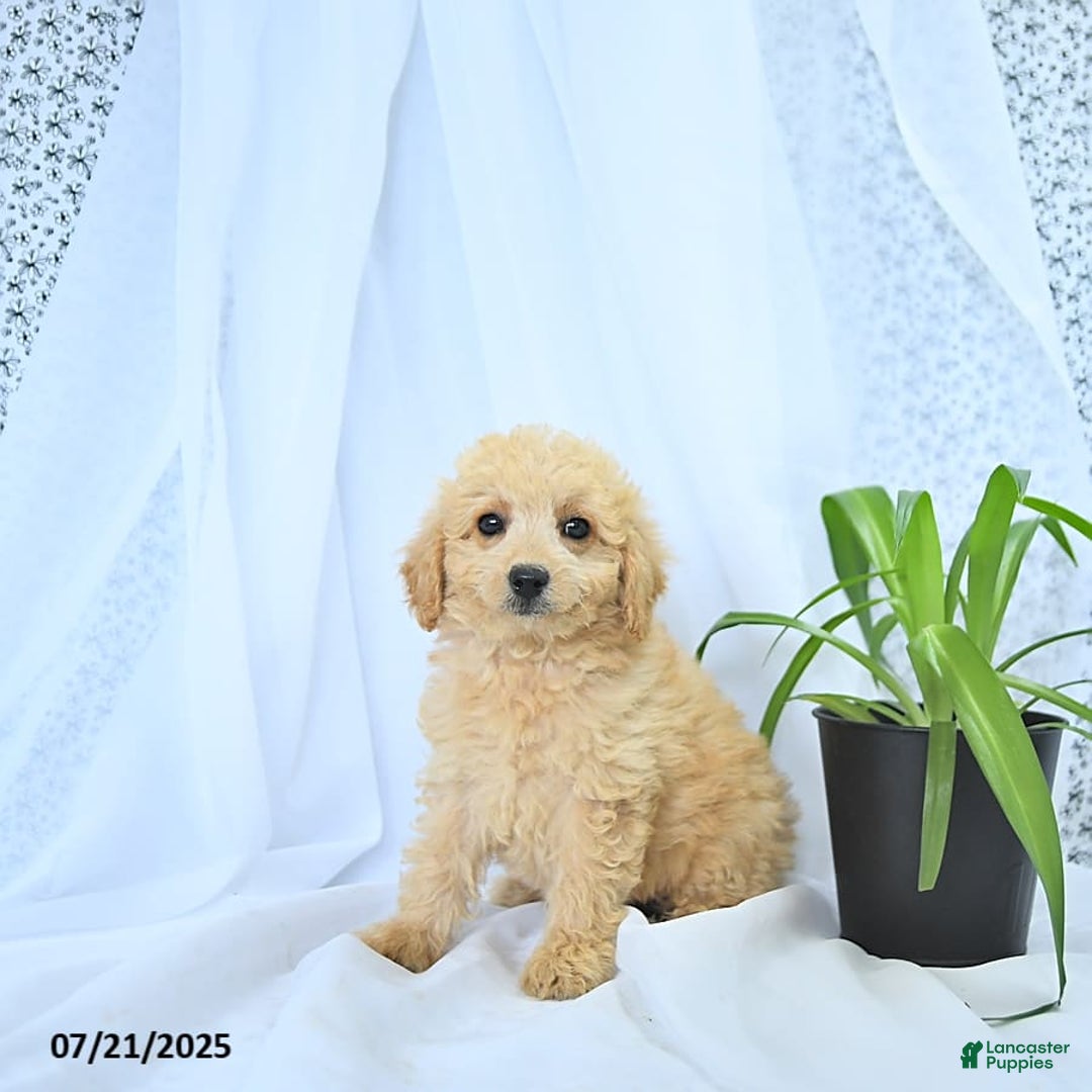 Mini Goldendoodle dogs for sale: Kinley - Image 3