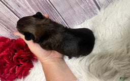 Shih Tzu dogs for sale: Nibs - Image 3