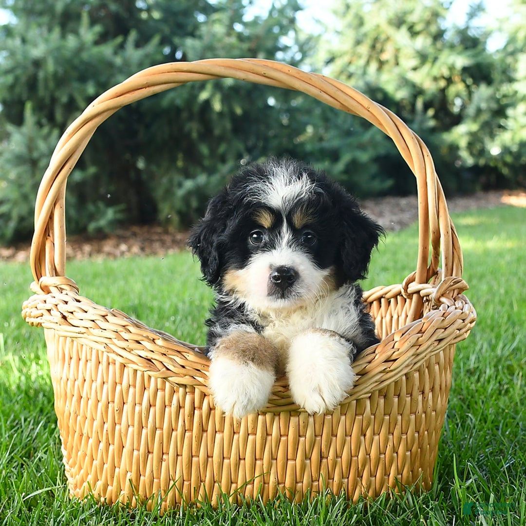 Mini Bernedoodle dogs for sale: Penny - Image 10
