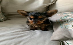 Yorkshire Terrier dogs for sale: Nala - Image 6