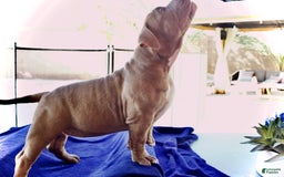 American Bully dogs for sale: Coco - Image 9