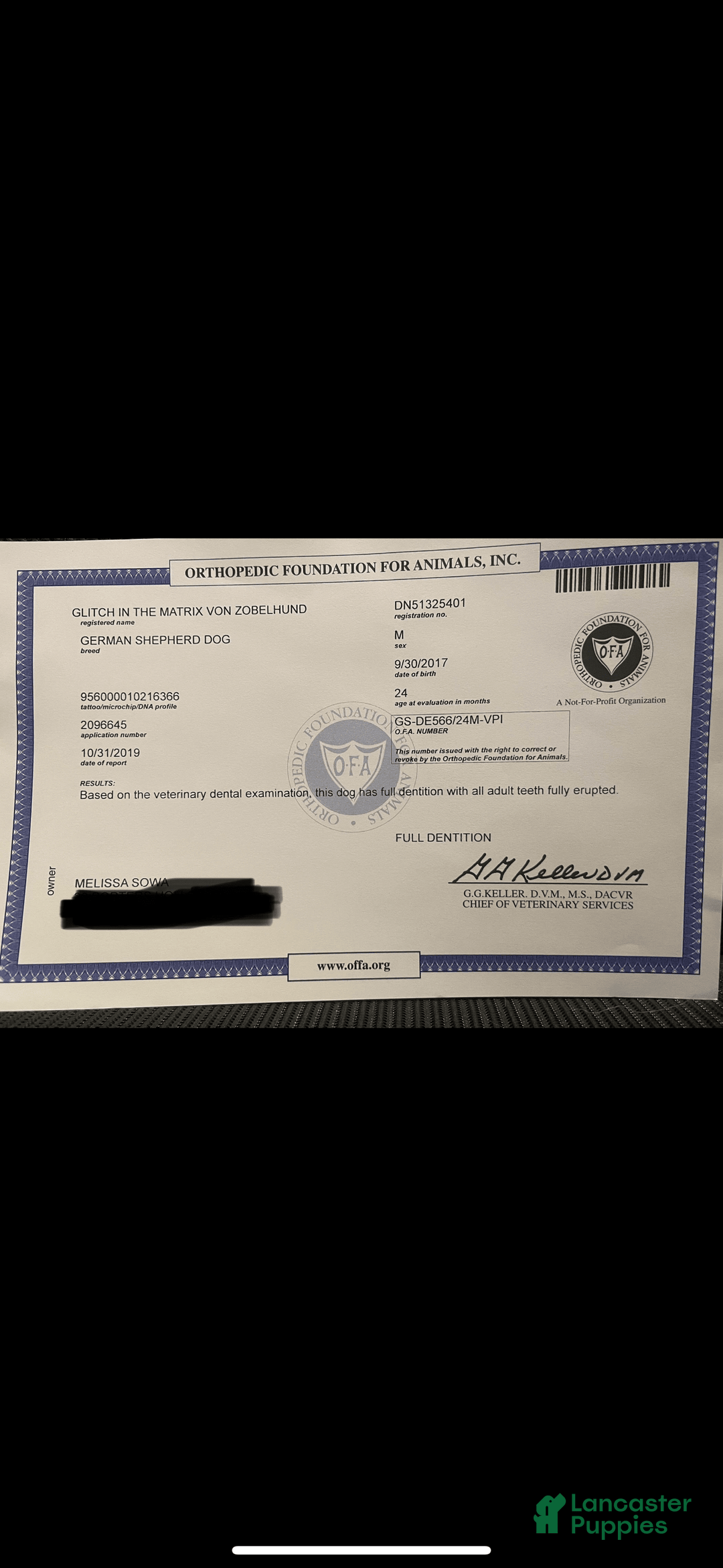 German Shepherd dogs for sale: Litter - Image 6