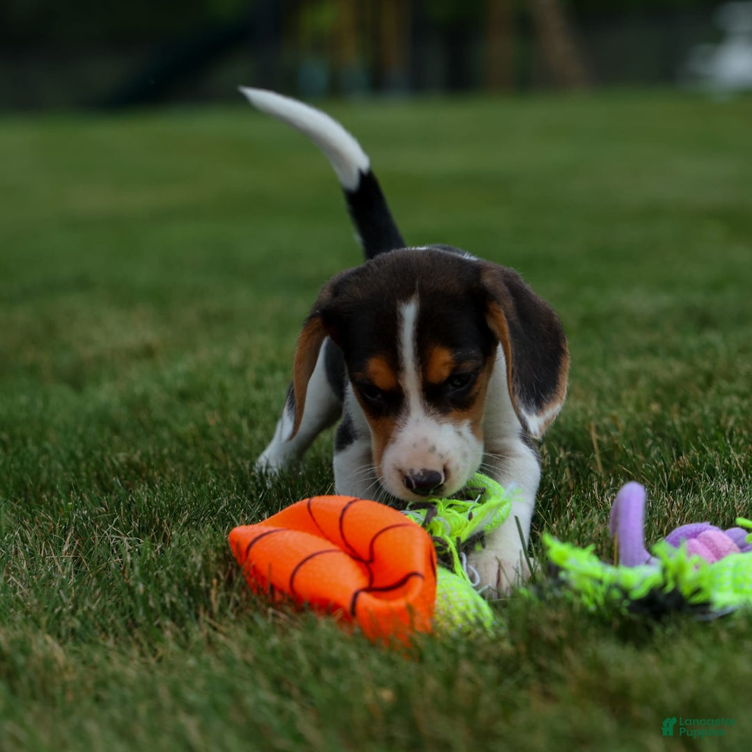 Beagle dogs for sale: Kit Kat - Image 20