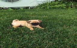 Jug dogs for sale: Jody - Image 1
