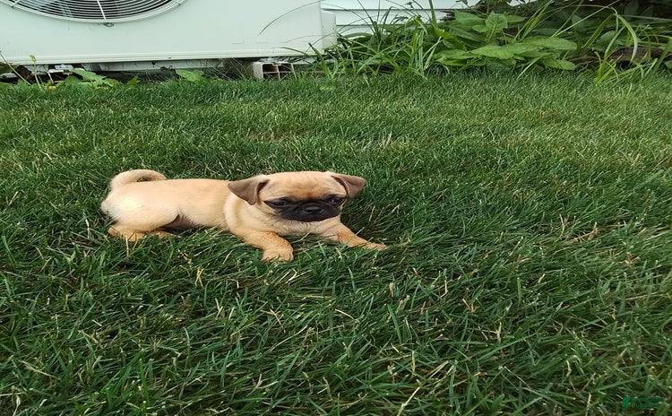 Jug dogs for sale - Ad 1