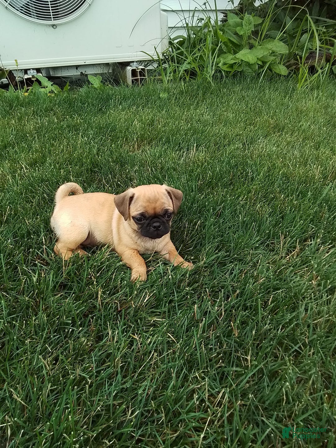 Jug dogs for sale: Jody - Image 1
