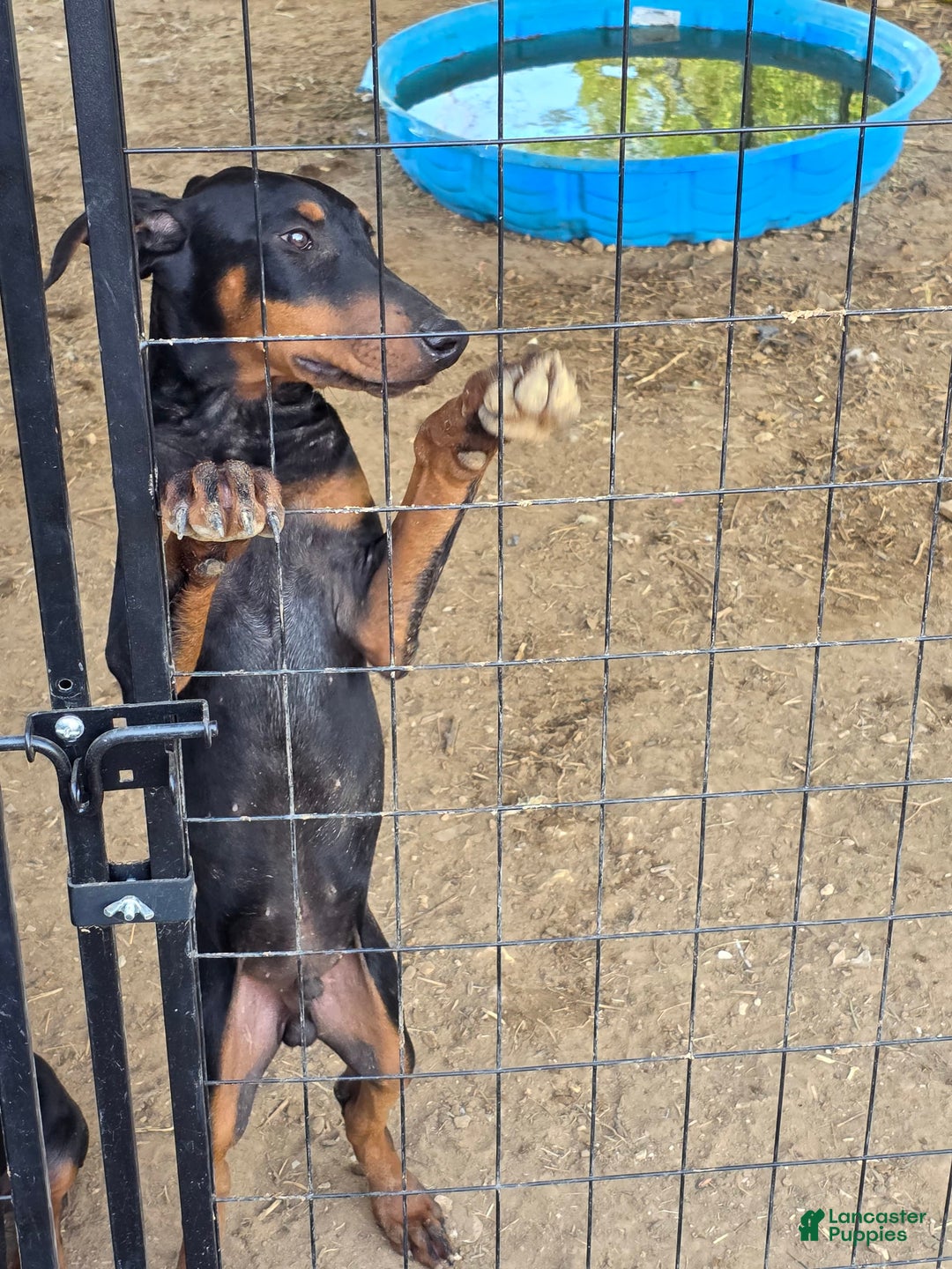 Doberman Pinscher dogs for sale: Doberman Pinscher 4 puppies - Image 3
