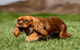 Cavalier King Charles Spaniel dogs for sale: Jax - Image 7