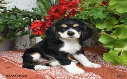 Cocker Spaniel dogs for sale: Annie - Image 3
