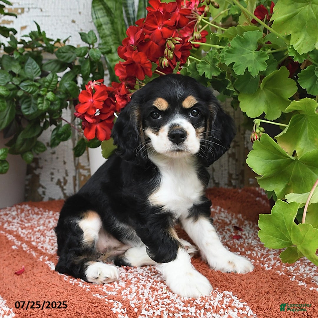 Cocker Spaniel dogs for sale: Annie - Image 3