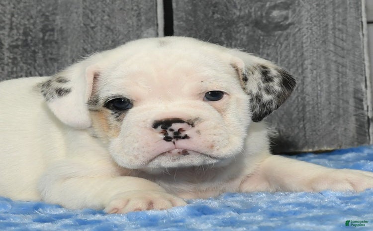Beabull dogs for sale - Ad 3