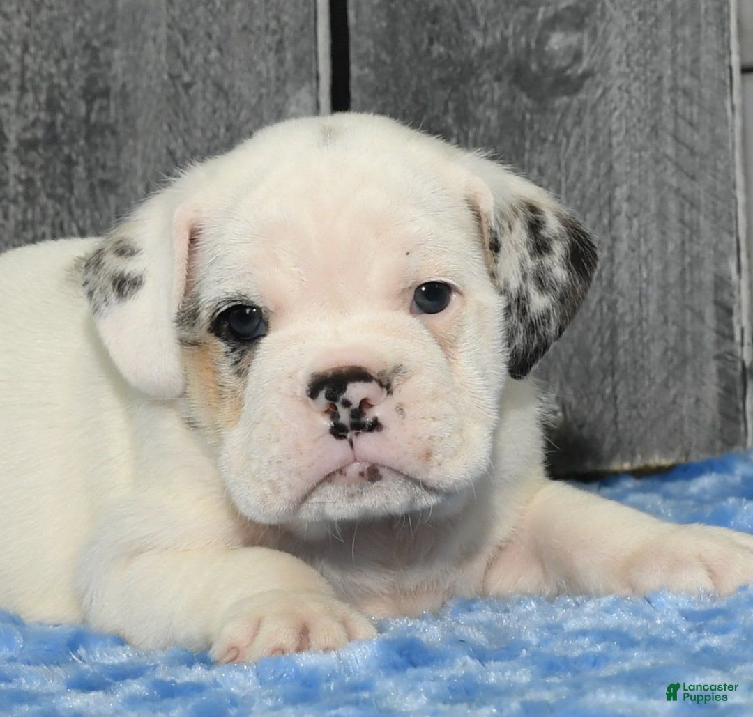 Beabull dogs for sale: Irving - Image 1