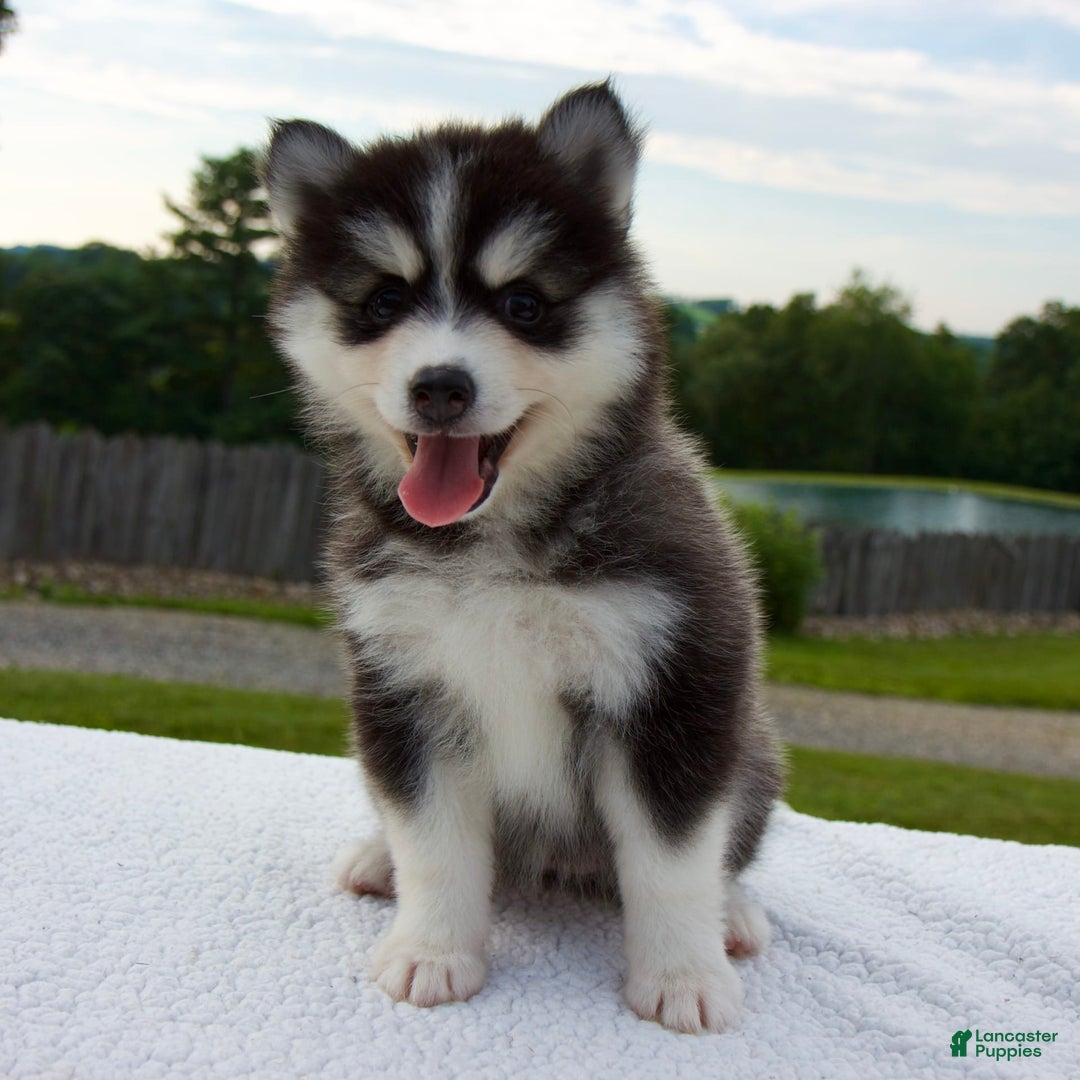 Pomsky dogs for sale: Libby - Image 2