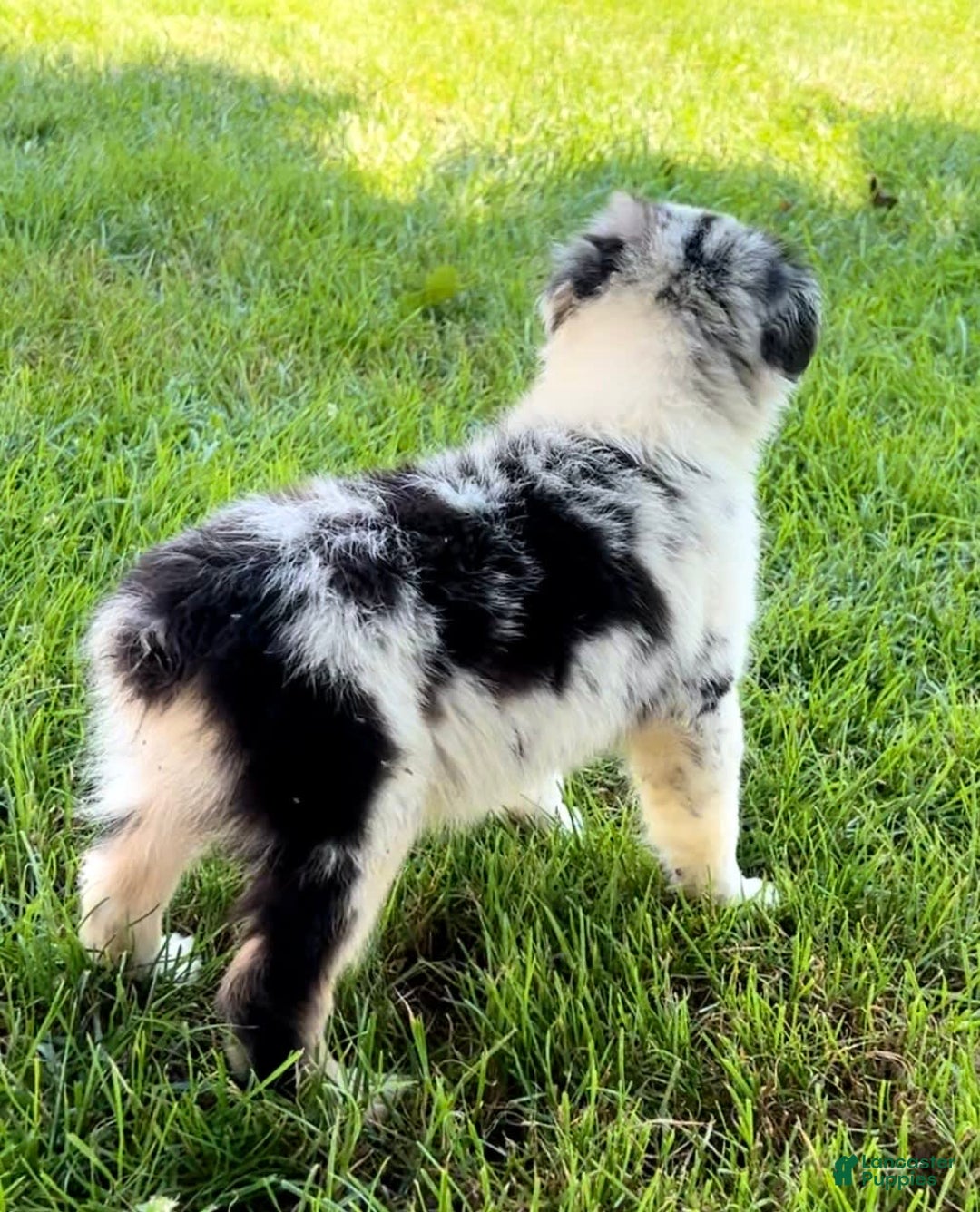 Australian Shepherd dogs for sale: Blue - Image 4