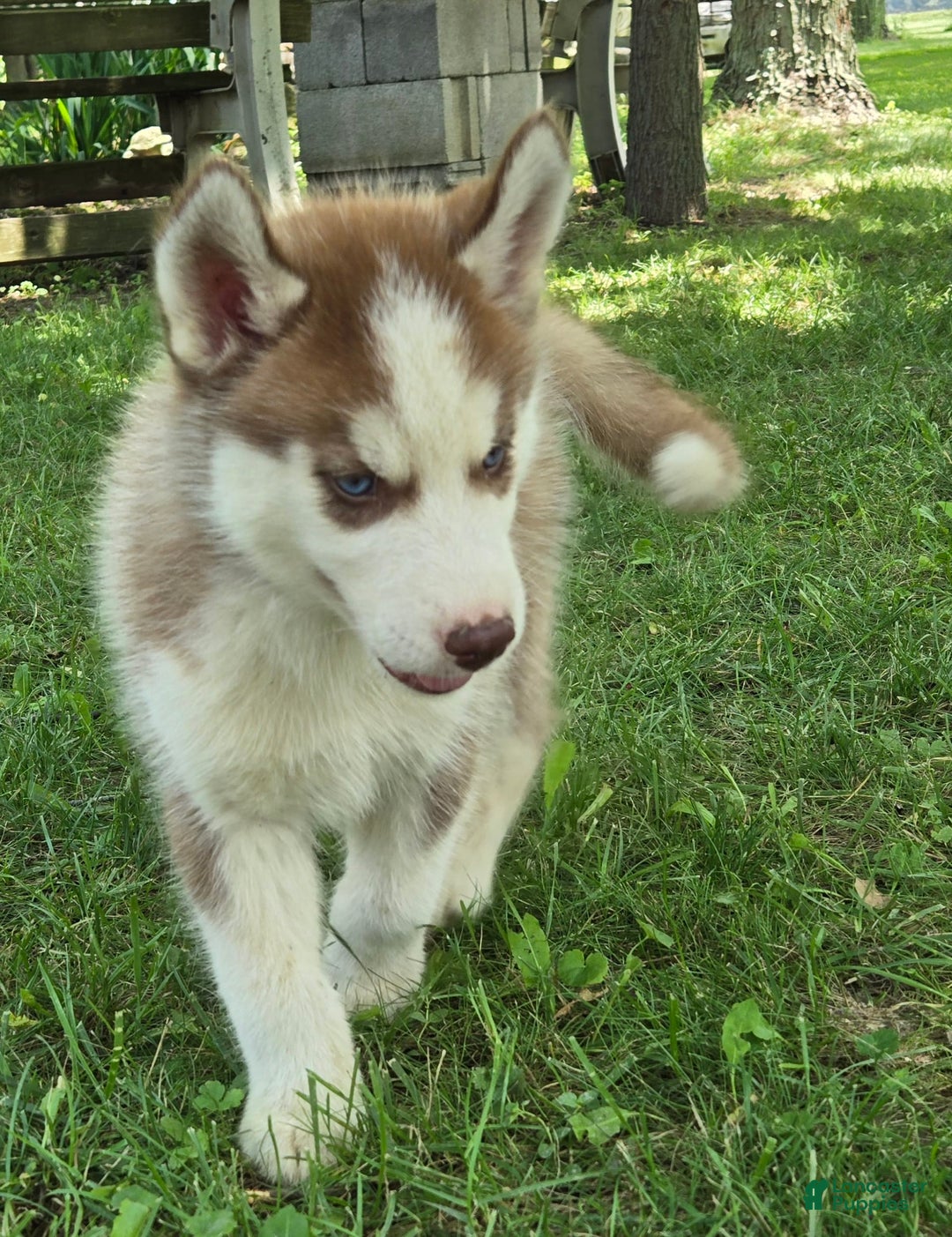 Siberian Husky dogs for sale: Briar - Image 1