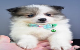 Pomeranian dogs for sale: Sylis - Image 2