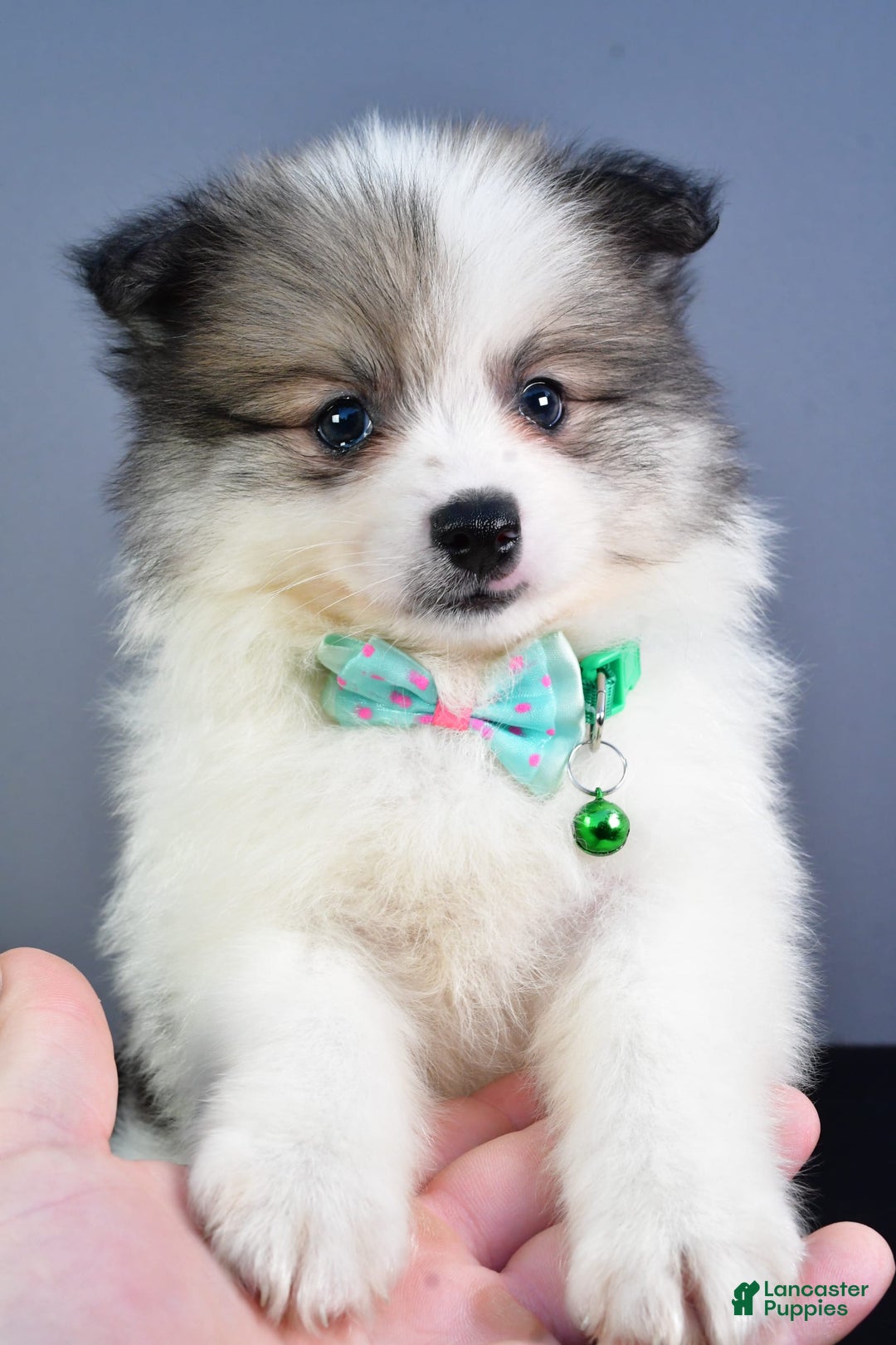 Pomeranian dogs for sale: Sylis - Image 2