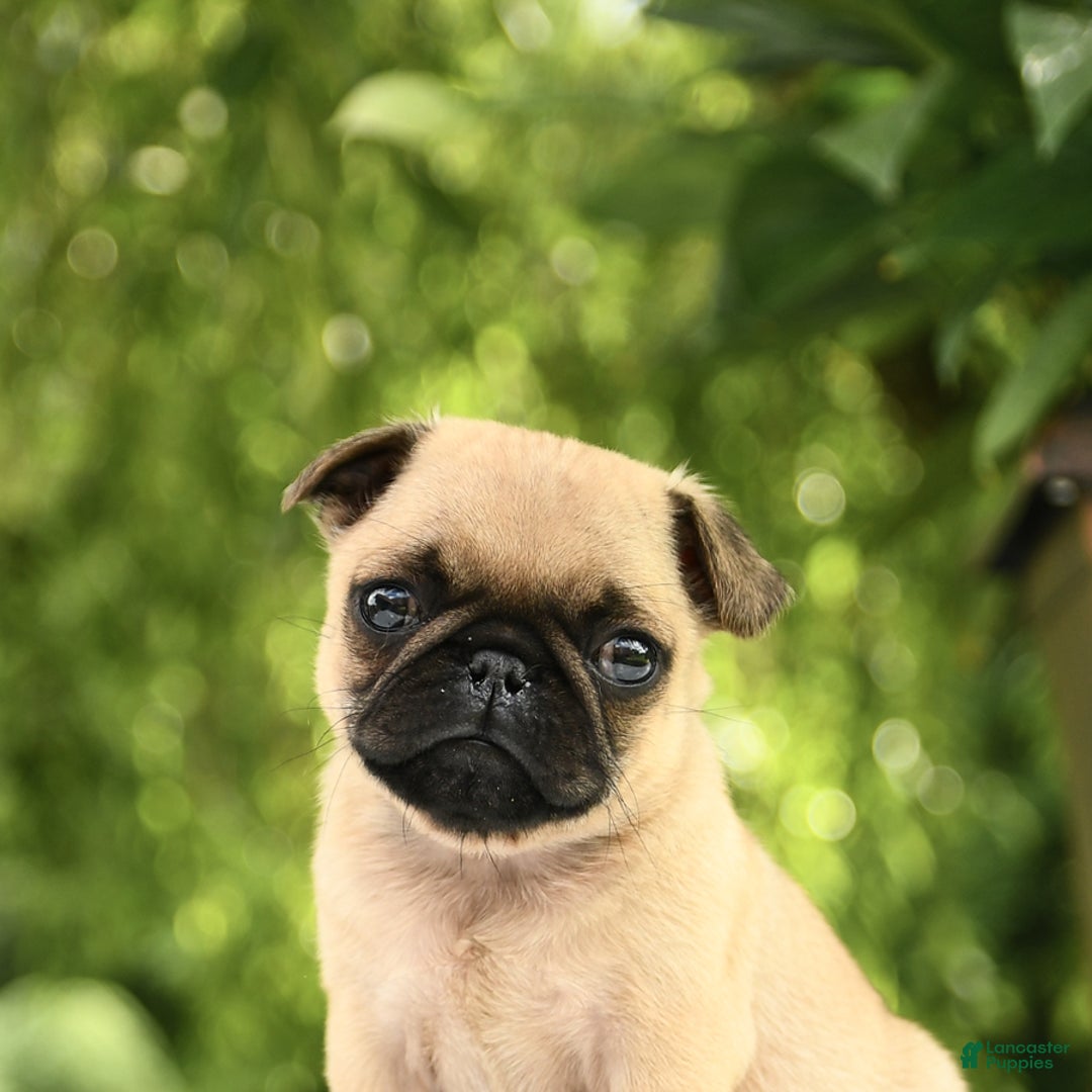 Pug dogs for sale: Sport - Image 5
