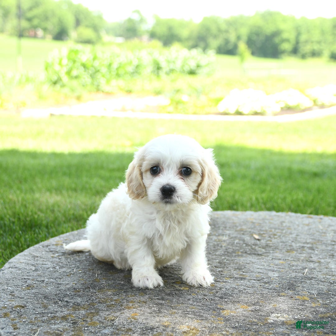 Cavachon dogs for sale: Oscar - Image 4