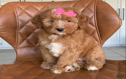 Bernedoodle dogs for sale: Amber - Image 6