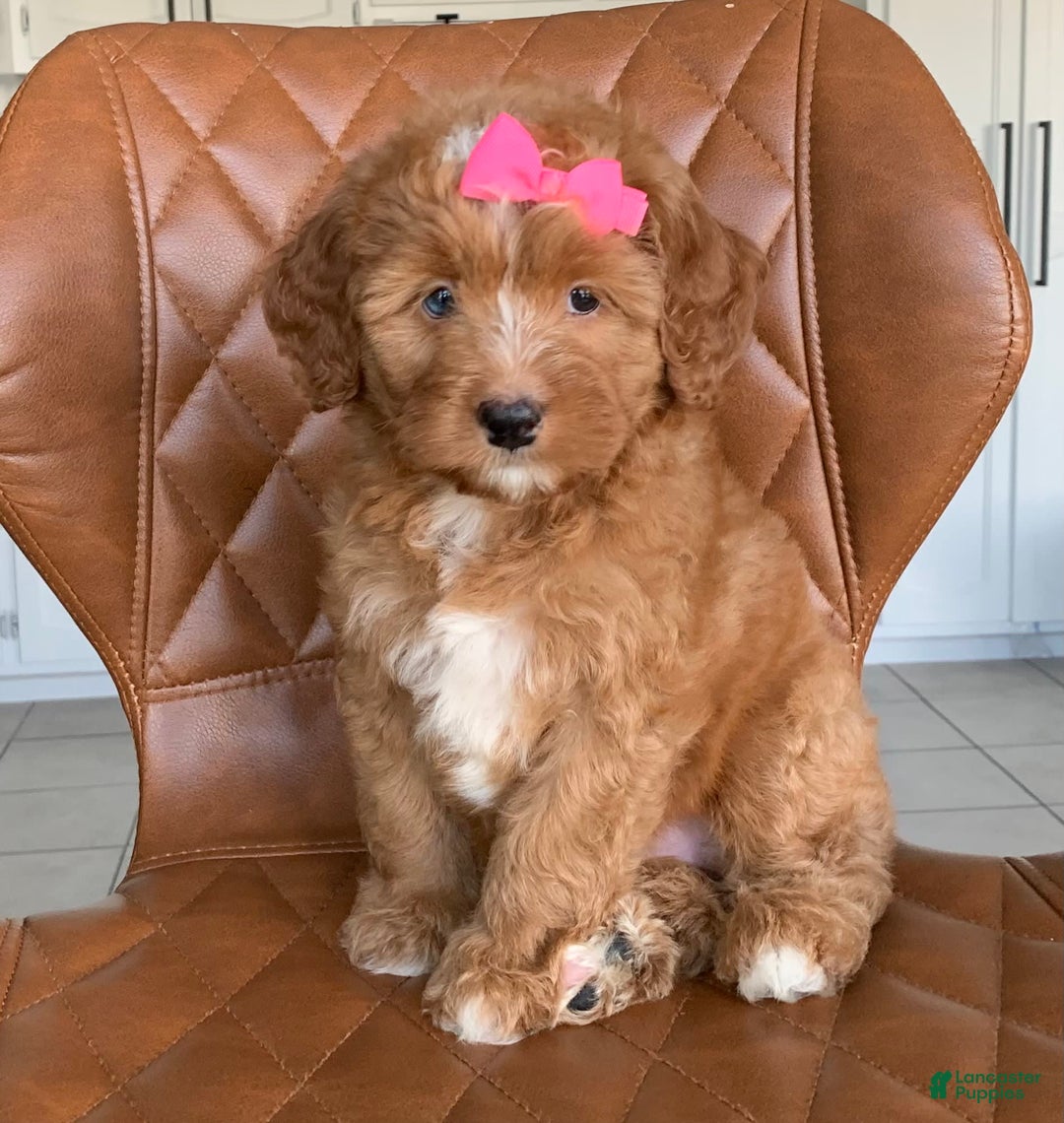 Bernedoodle dogs for sale: Amber - Image 6