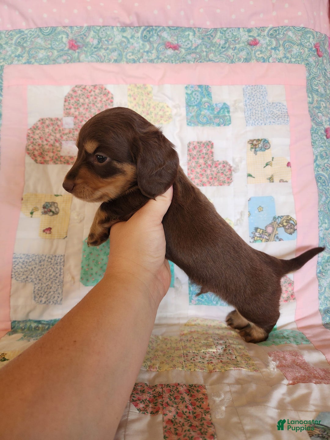 Miniature Dachshund dogs for sale: Casper - Image 2