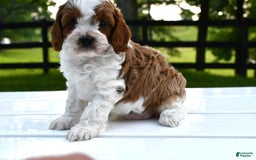 Cavapoo dogs for sale: Mia - Image 16