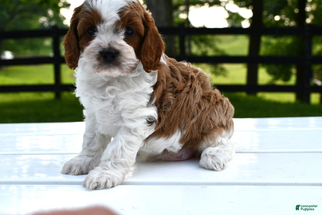 Cavapoo dogs for sale: Mia - Image 16