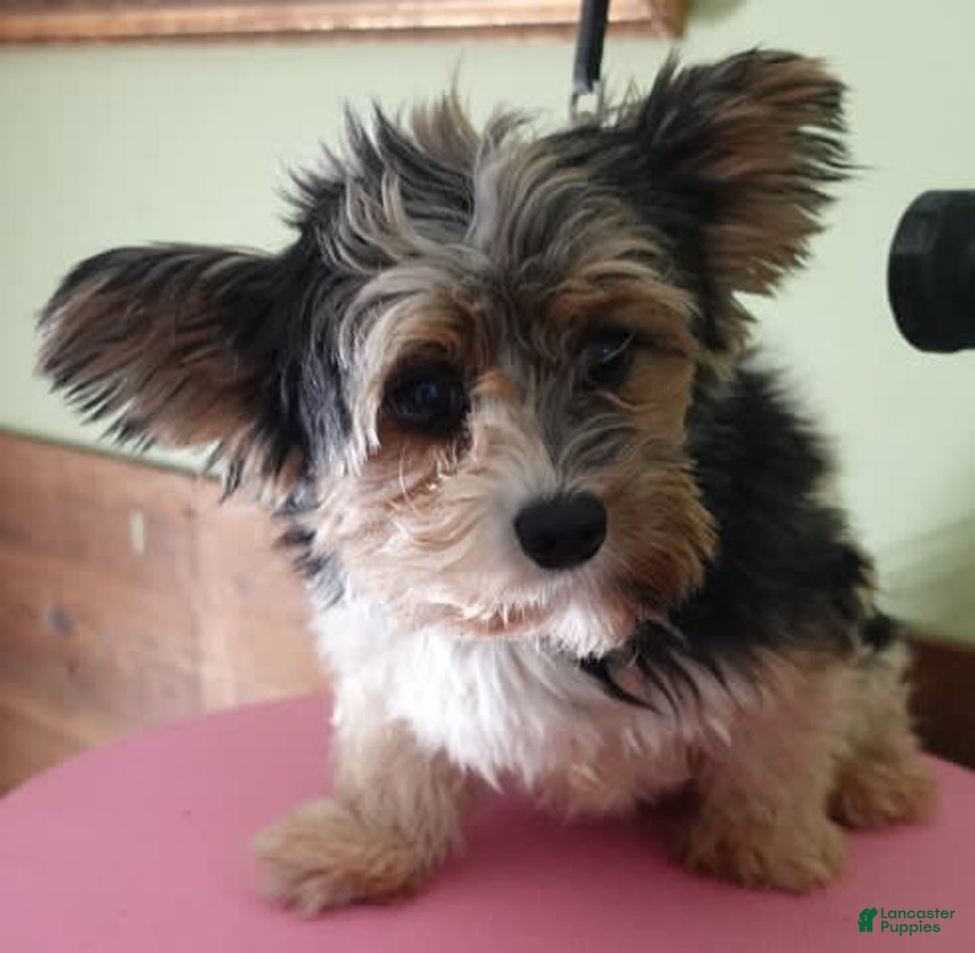 Yorkshire Terrier dogs for sale: Nessie - Image 26