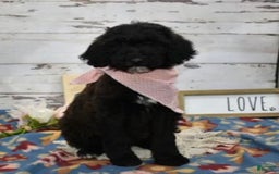 Standard Poodle dogs for sale: Gypsy - Image 6