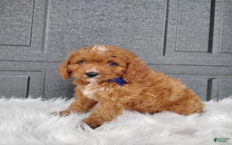 Cavapoo dogs for sale: Cavapoo 4 puppies - Image 7