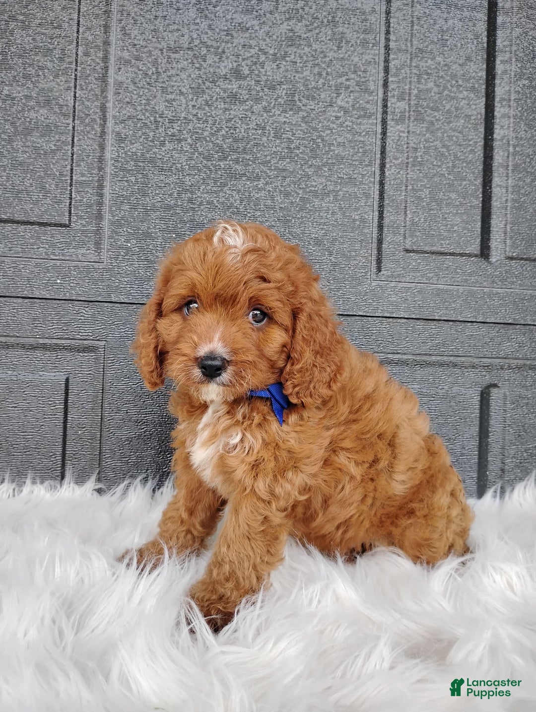 Cavapoo dogs for sale: Cavapoo 4 puppies - Image 7