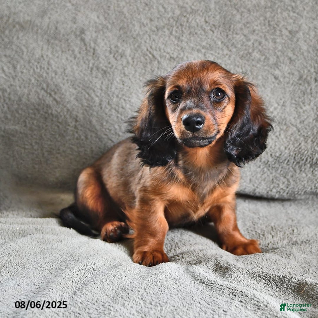 Miniature Dachshund dogs for sale: Chocolate Cream - Image 2