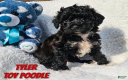 Toy Poodle dogs for sale: Tyler - Image 2