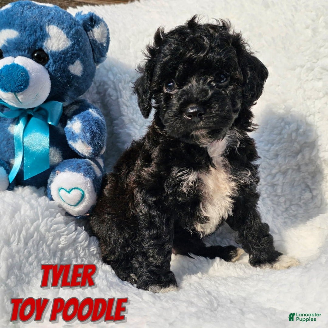 Toy Poodle dogs for sale: Tyler - Image 2