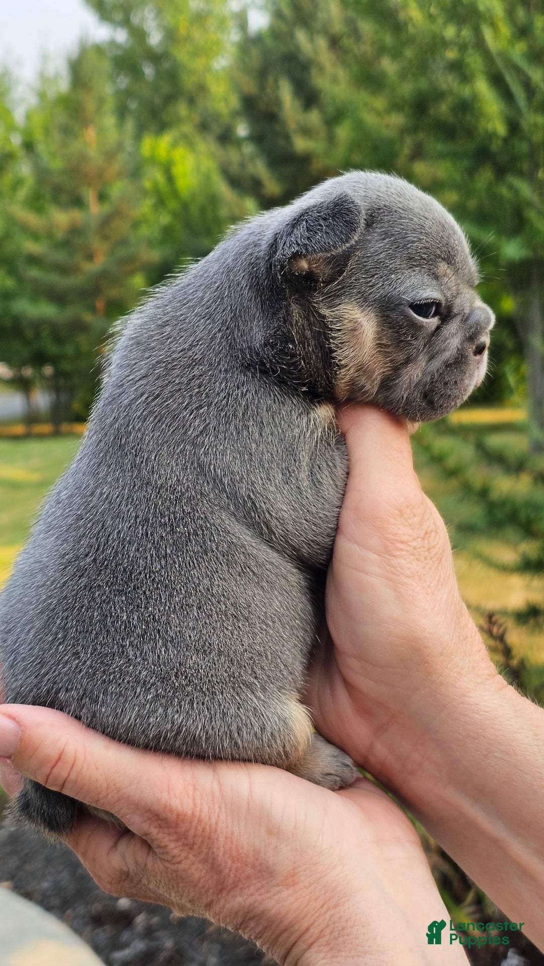 French Bulldog dogs for sale: Lita - Image 2
