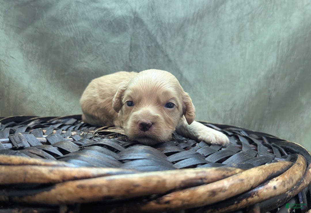 Cockapoo dogs for sale: Fishlegs - Image 5