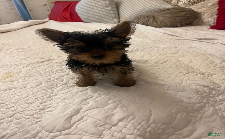 Yorkshire Terrier dogs for sale - Ad 1
