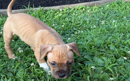 American Pit Bull Terrier dogs for sale: Spice - Image 17