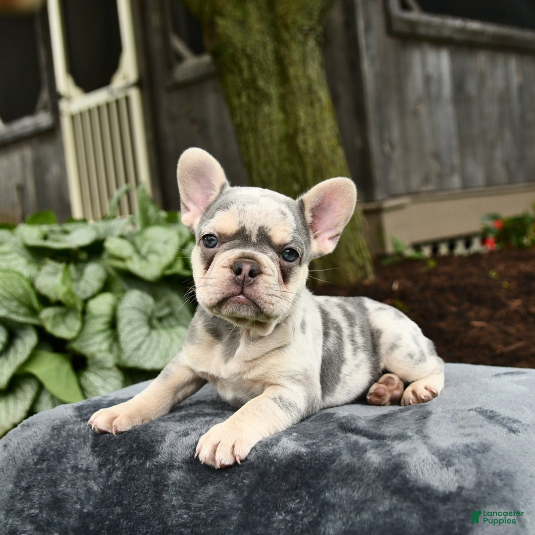 French Bulldog dogs for sale: River - Image 8